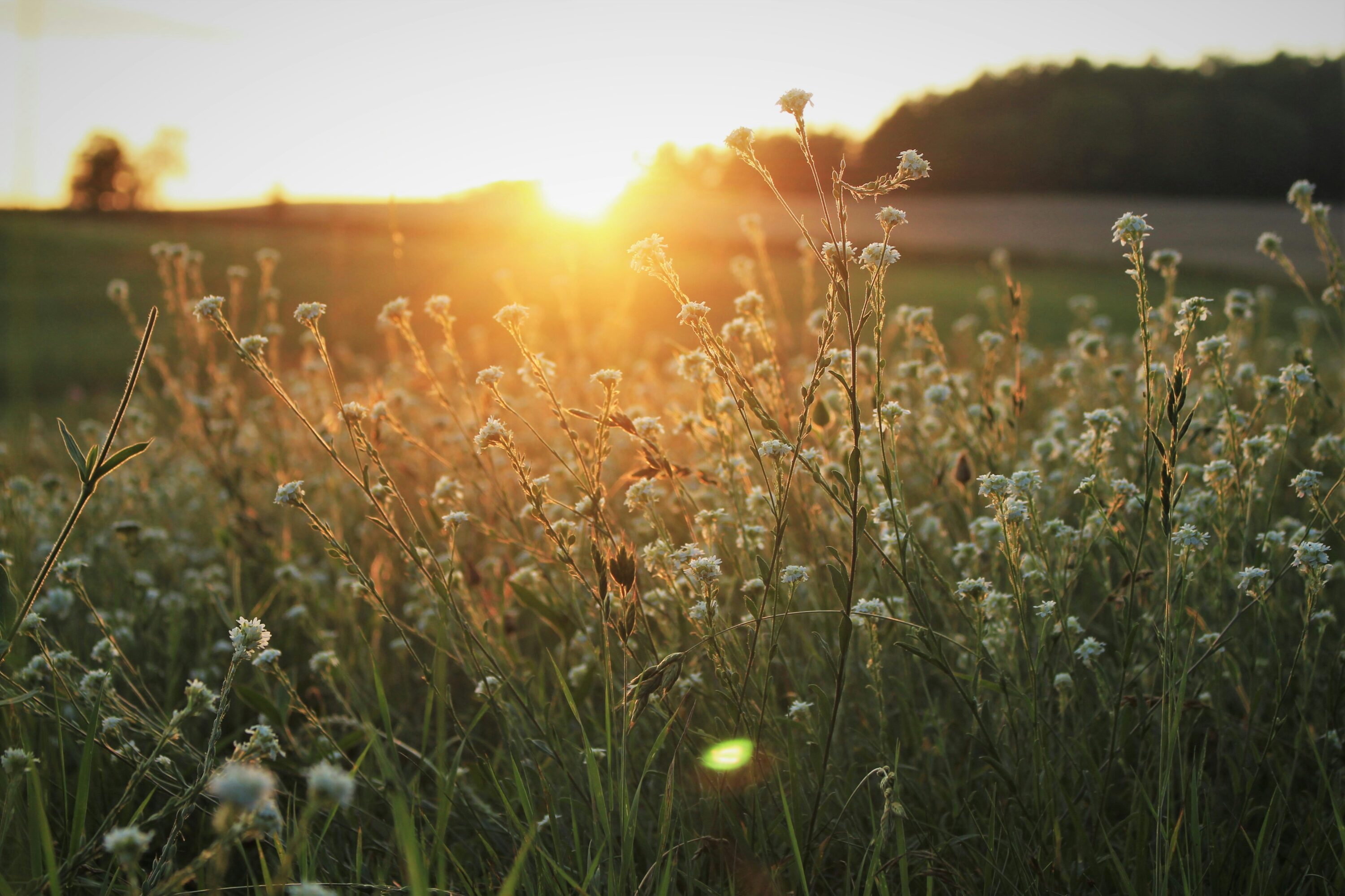 Flowers in a field.