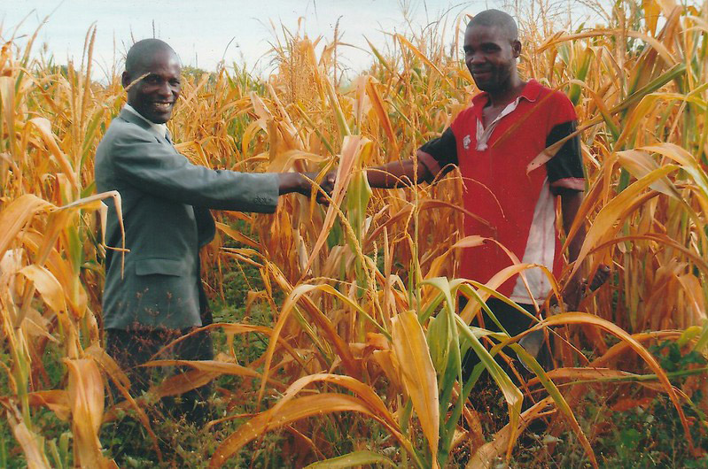Two men shaking hands in a cornfield.