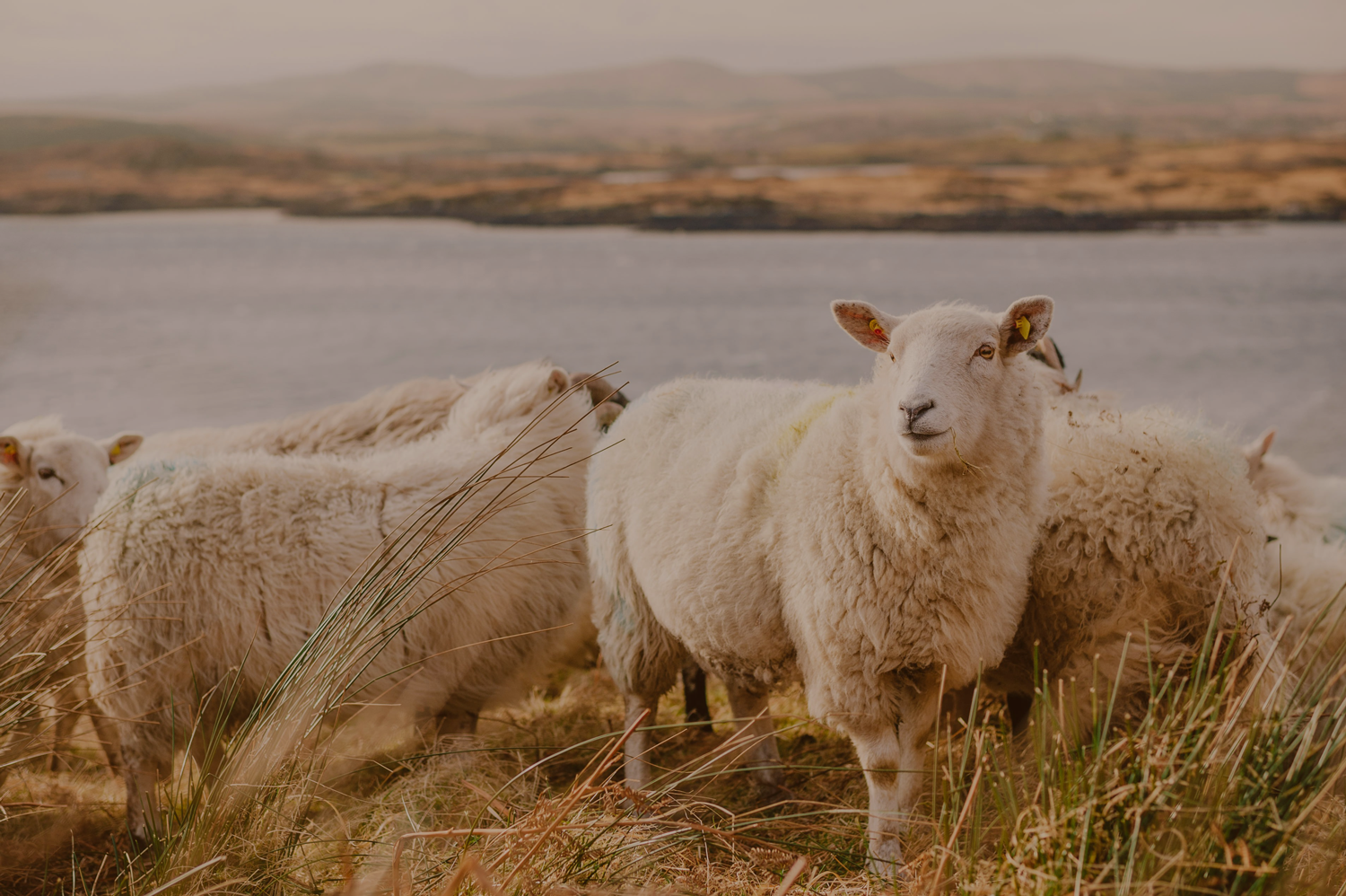 sheepbrown